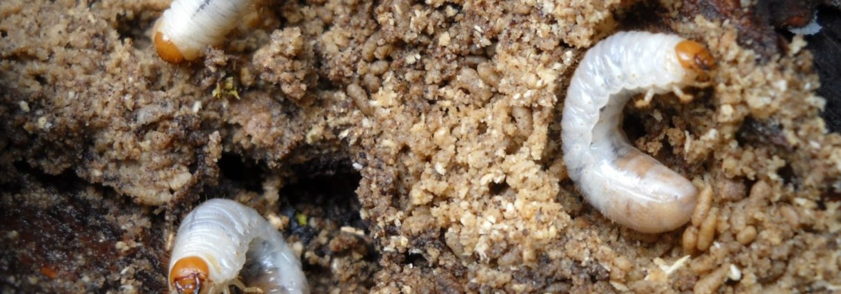 Gli invertebrati sono decisivi per il mantenimento della salute del suolo e la fornitura di servizi ecosistemici fondamentali. Foto: Pxhere CC0 Public Domain Free for personal and commercial use No attribution required