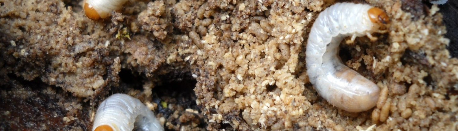 Gli invertebrati sono decisivi per il mantenimento della salute del suolo e la fornitura di servizi ecosistemici fondamentali. Foto: Pxhere CC0 Public Domain Free for personal and commercial use No attribution required