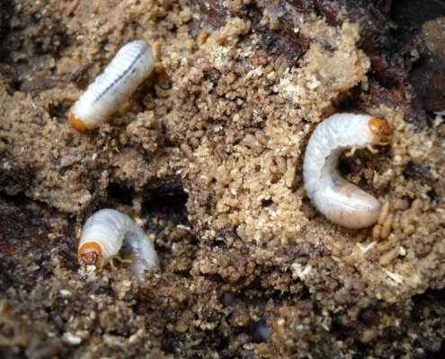 Gli invertebrati sono decisivi per il mantenimento della salute del suolo e la fornitura di servizi ecosistemici fondamentali. Foto: Pxhere CC0 Public Domain Free for personal and commercial use No attribution required