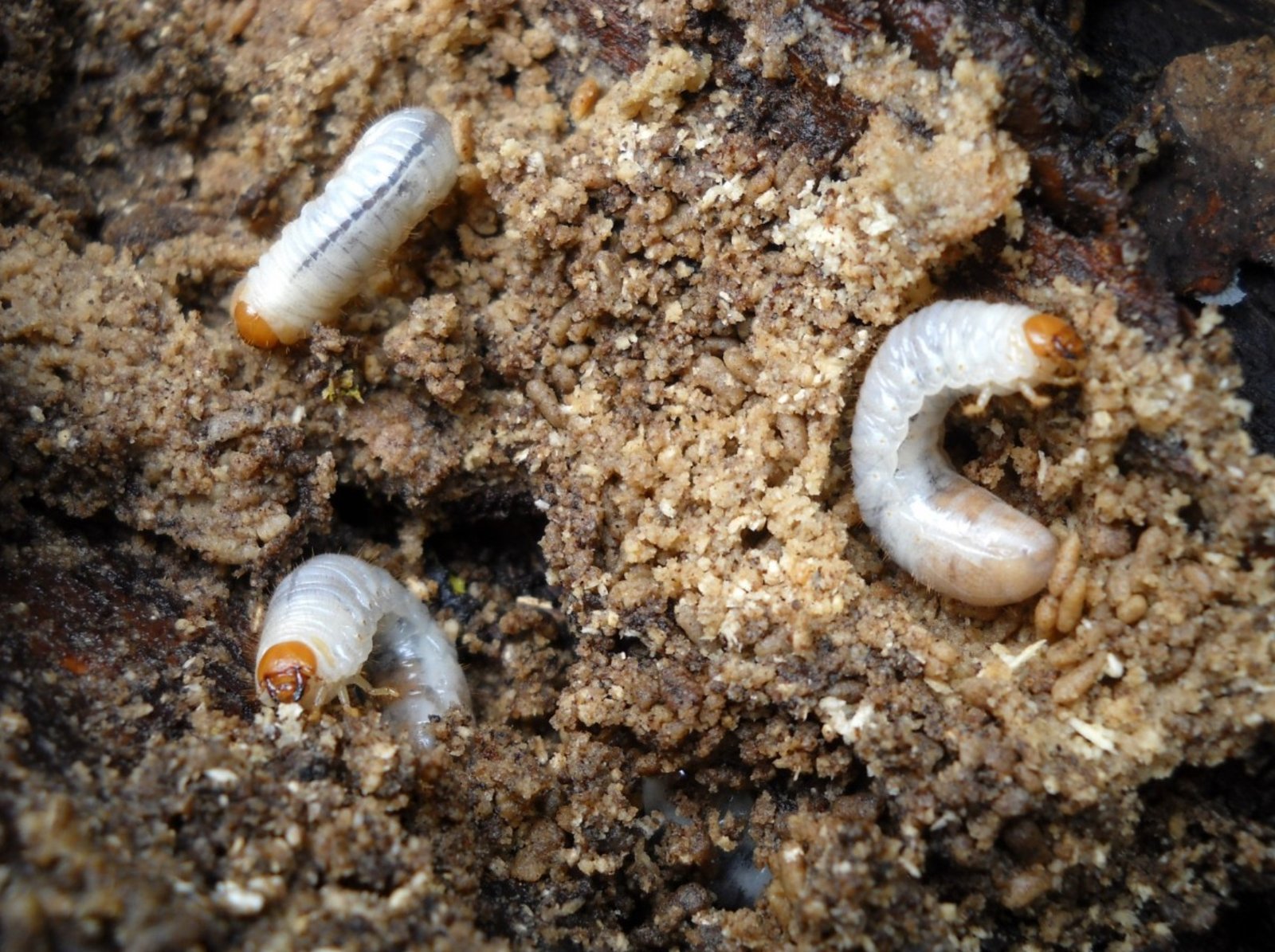 Gli invertebrati sono decisivi per il mantenimento della salute del suolo e la fornitura di servizi ecosistemici fondamentali. Foto: Pxhere CC0 Public Domain Free for personal and commercial use No attribution required