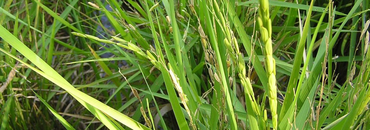 Oltre a contrastare i patogeni e a promuovere la biodiversità, la coltivazione del riso può ridurre la subsidenza del terreno. Foto: Damien Boilley Attribution 2.0 Generic CC BY 2.0 Deed