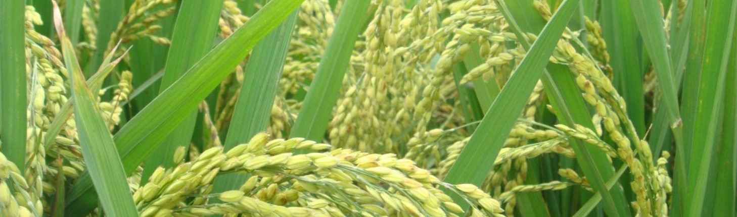 Nei campi di riso più secchi si riduce la quantità di arsenico ma aumenta quella di cadmio. Foto: pxhere CC0 Public Domain Free for personal and commercial use No attribution required