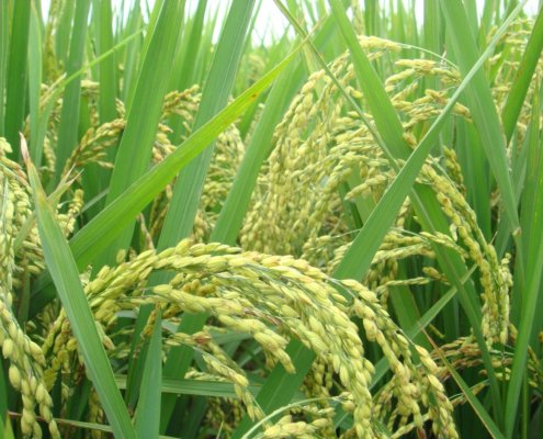 Nei campi di riso più secchi si riduce la quantità di arsenico ma aumenta quella di cadmio. Foto: pxhere CC0 Public Domain Free for personal and commercial use No attribution required