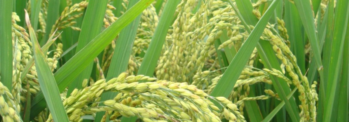 In drier rice fields the amount of arsenic is reduced but the amount of cadmium increases. Photo: pxhere CC0 Public Domain Free for personal and commercial use No attribution required