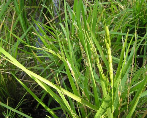 Oltre a contrastare i patogeni e a promuovere la biodiversità, la coltivazione del riso può ridurre la subsidenza del terreno. Foto: Damien Boilley Attribution 2.0 Generic CC BY 2.0 Deed