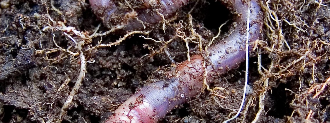 I lombrichi svolgono un ruolo essenziale nel mantenere il suolo sano mangiando e riciclando la materia organica. Foto: pfly Attribution-ShareAlike 2.0 Generic CC BY-SA 2.0 Deed