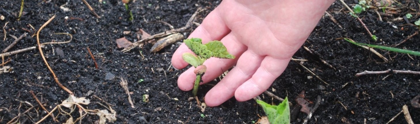 A field study in China found a 9.3% increase in wheat yield in eight years thanks to regenerative agriculture. Photo: pxhere CC0 Public Domain Free for personal and commercial use No attribution required