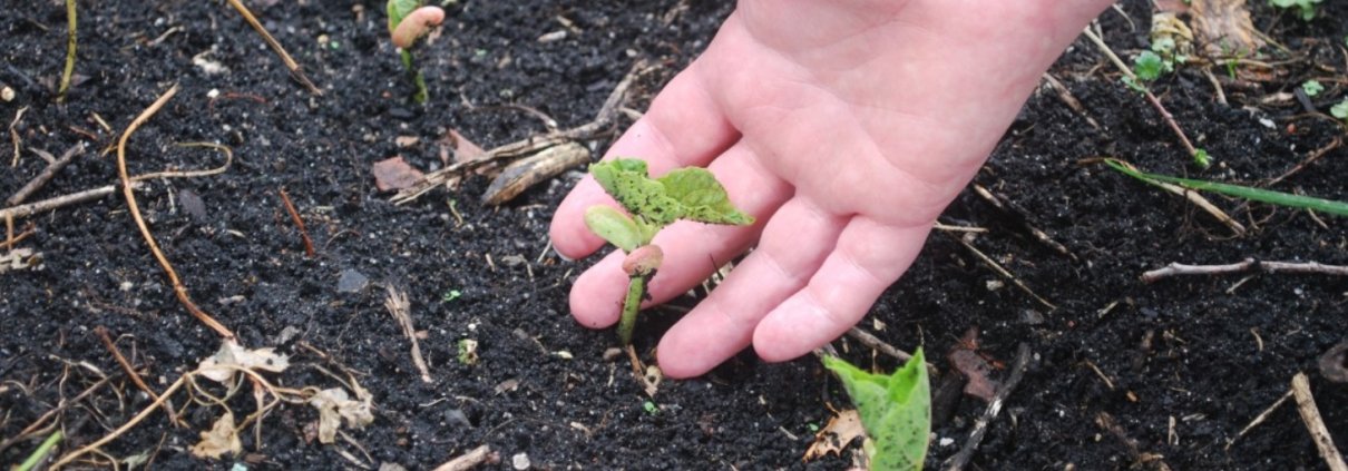 Uno studio sul campo in Cina ha rilevato un aumento del 9,3% della resa del grano in otto anni grazie all'agricoltura rigenerativa. Foto: pxhere CC0 Public Domain Free for personal and commercial use No attribution required