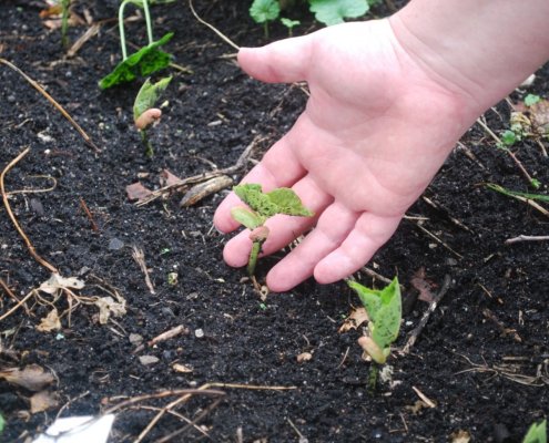 Uno studio sul campo in Cina ha rilevato un aumento del 9,3% della resa del grano in otto anni grazie all'agricoltura rigenerativa. Foto: pxhere CC0 Public Domain Free for personal and commercial use No attribution required