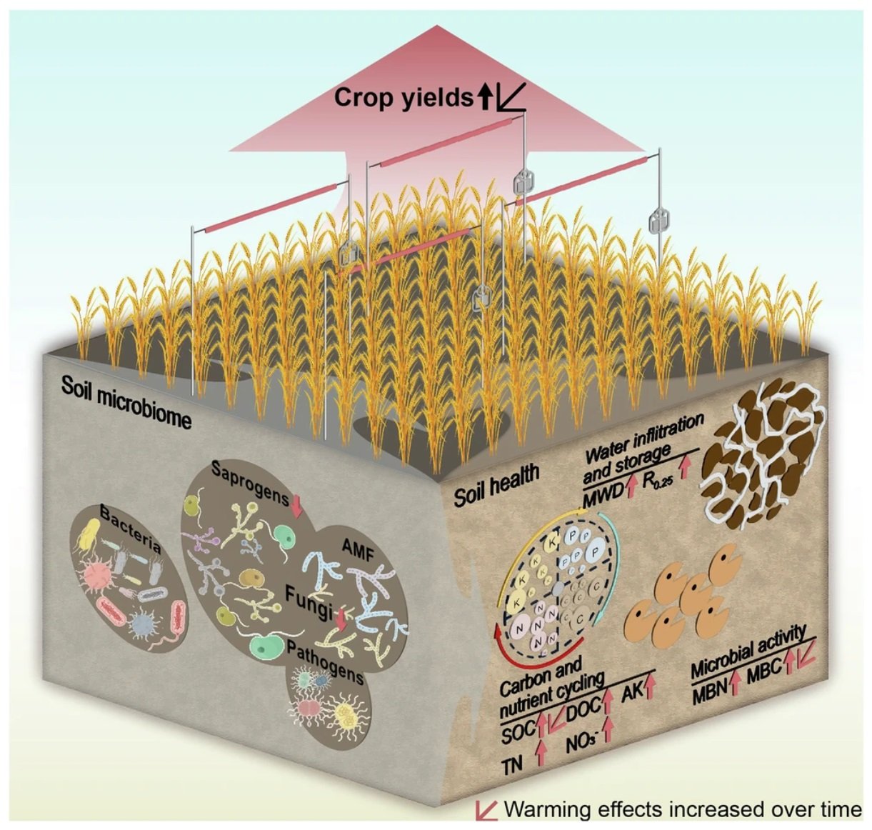 Il miglioramento della salute del suolo, con un aumento dell'infiltrazione e dello stoccaggio dell'acqua, del ciclo del carbonio e dei nutrienti e dell'attività microbica e i cambiamenti nella diversità fungina hanno contribuito a una maggiore resa delle colture nell'ambito dell'agricoltura conservativa. Immagine: Teng, J., Hou, R., Dungait, J.A.J. et al. Conservation agriculture improves soil health and sustains crop yields after long-term warming. Nat Commun 15, 8785 (2024). https://doi.org/10.1038/s41467-024-53169-6 Attribution 4.0 International CC BY 4.0 Deed
