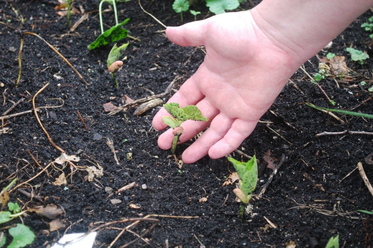 Uno studio sul campo in Cina ha rilevato un aumento del 9,3% della resa del grano in otto anni grazie all'agricoltura rigenerativa. Foto: pxhere CC0 Public Domain Free for personal and commercial use No attribution required