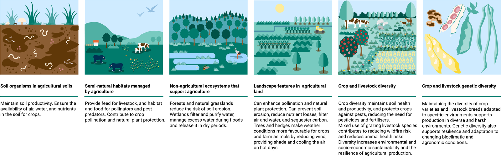 Come gli elementi chiave della biodiversità sostengono l'agricoltura. Immagine: EEA European Environment Agency, "Solutions for restoring Europe’s agricultural ecosystems", Briefing 22 ottobre 2024 