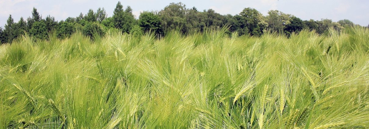 Even a small improvement in the ability of fields to retain carbon can be significant for the global agricultural sector. Photo: pixabay Free for use under the Pixabay Content License