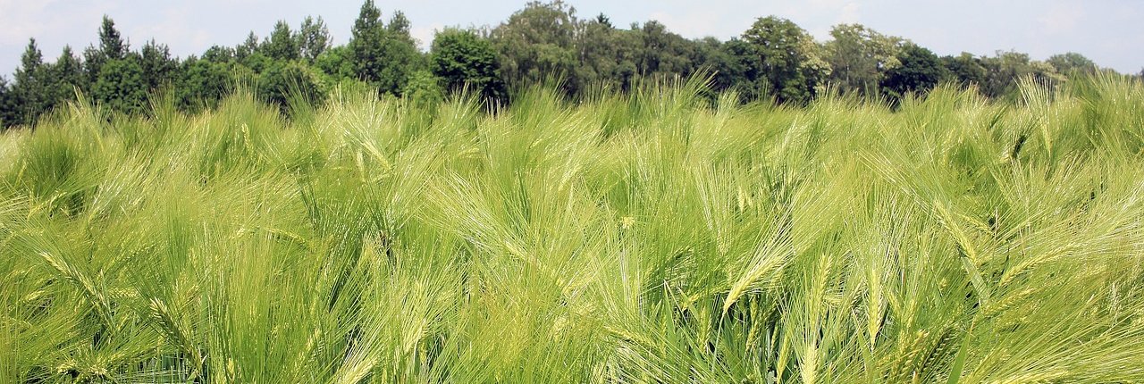 Even a small improvement in the ability of fields to retain carbon can be significant for the global agricultural sector. Photo: pixabay Free for use under the Pixabay Content License