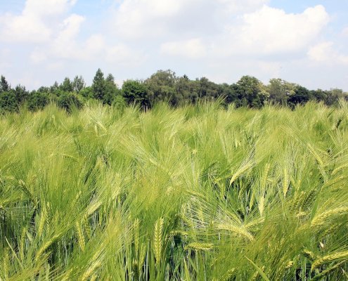 Even a small improvement in the ability of fields to retain carbon can be significant for the global agricultural sector. Photo: pixabay Free for use under the Pixabay Content License