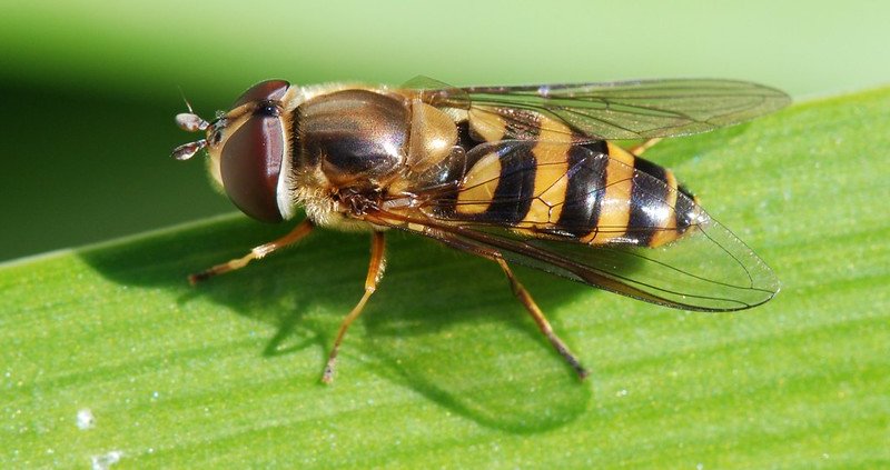 In fields surrounded by trees, the presence of hoverflies is more than 30 times higher than in cultivated areas surrounded by meadows. Photo: Jean and Fred Hort Attribution 2.0 Generic CC BY 2.0 Deed