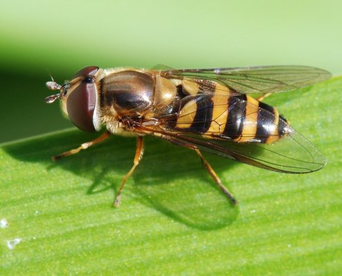 Nei campi contornati da alberi la presenza dei sirfidi aumenta di oltre 30 volte rispetto a quella rilevata nelle aree coltivate circondate dai prati. Foto: Jean and Fred Hort Attribution 2.0 Generic CC BY 2.0 Deed