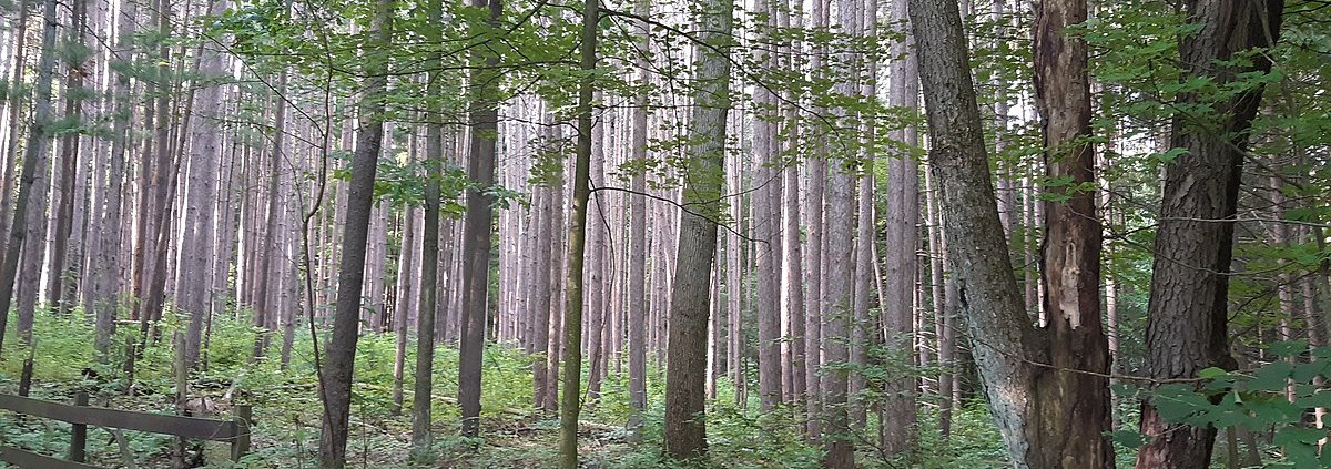 Nelle foreste del Michigan la riduzione dell'inquinamento da azoto atmosferico fa aumentare l'attività microbica riducendo la quantità di carbonio immagazzinata. Foto: Ylevental Attribution-ShareAlike 4.0 International CC BY-SA 4.0 Deed