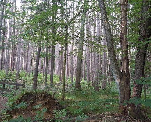 Nelle foreste del Michigan la riduzione dell'inquinamento da azoto atmosferico fa aumentare l'attività microbica riducendo la quantità di carbonio immagazzinata. Foto: Ylevental Attribution-ShareAlike 4.0 International CC BY-SA 4.0 Deed