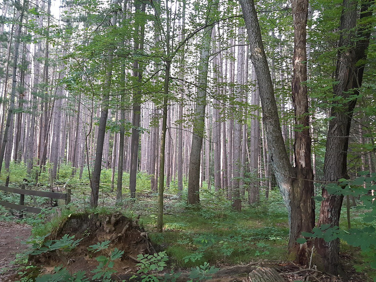 Nelle foreste del Michigan la riduzione dell'inquinamento da azoto atmosferico fa aumentare l'attività microbica riducendo la quantità di carbonio immagazzinata. Foto: Ylevental Attribution-ShareAlike 4.0 International CC BY-SA 4.0 Deed