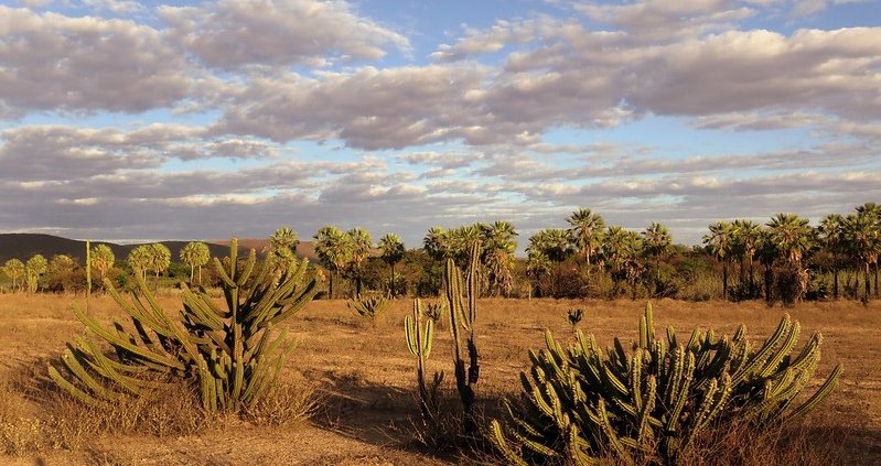 Desertification in the north-eastern Caatinga region of Brazil could reduce overall soil functionality by more than 50 per cent. Photo: A. Duarte Attribution-ShareAlike 2.0 Generic CC BY-SA 2.0 Deed