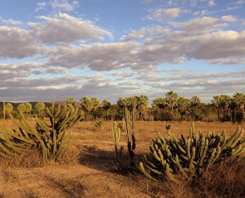 La desertificazione nella regione nordorientale del Caatinga, in Brasile, potrebbe ridurre di oltre il 50% la funzionalità complessiva del suolo. Foto: A. Duarte Attribution-ShareAlike 2.0 Generic CC BY-SA 2.0 Deed
