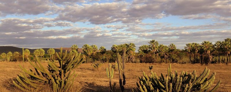 La desertificazione nella regione nordorientale del Caatinga, in Brasile, potrebbe ridurre di oltre il 50% la funzionalità complessiva del suolo. Foto: A. Duarte Attribution-ShareAlike 2.0 Generic CC BY-SA 2.0 Deed