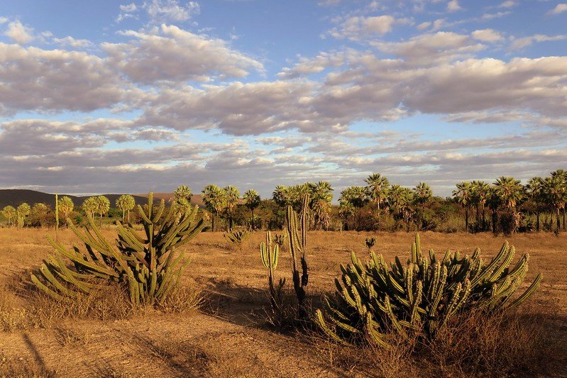 La desertificazione nella regione nordorientale del Caatinga, in Brasile, potrebbe ridurre di oltre il 50% la funzionalità complessiva del suolo. Foto: A. Duarte Attribution-ShareAlike 2.0 Generic CC BY-SA 2.0 Deed