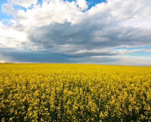 In some areas of Canada, a pathogenic fungus has reduced canola crop yields by up to 50 per cent. Photo: Ayrcan Attribution-NonCommercial 2.0 Generic CC BY-NC 2.0 Deed
