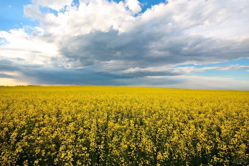 In alcuni territori del Canada un fungo patogeno ha ridotto anche dle 50% le rese dei campi di colza. Foto: Ayrcan Attribution-NonCommercial 2.0 Generic CC BY-NC 2.0 Deed
