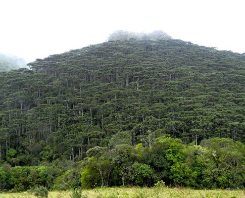 Worldwide, the natural regrowth of forests can affect a total area of about 215 million hectares in humid tropical regions. Photo: George Shepherd Attribution-NonCommercial-ShareAlike 2.0 Generic CC BY-NC-SA 2.0 Deed
