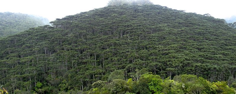 Worldwide, the natural regrowth of forests can affect a total area of about 215 million hectares in humid tropical regions. Photo: George Shepherd Attribution-NonCommercial-ShareAlike 2.0 Generic CC BY-NC-SA 2.0 Deed