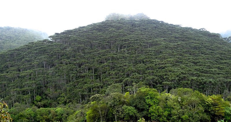 Nel mondo la ricrescita naturale delle foreste può interessare un'area totale di circa 215 milioni di ettari nelle regioni tropicali umide. Foto: George Shepherd Attribution-NonCommercial-ShareAlike 2.0 Generic CC BY-NC-SA 2.0 Deed