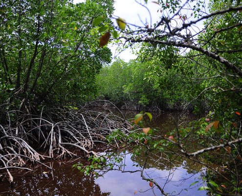 Some islands in the Maldives, in particular, have reportedly lost more than half of their mangrove cover since 2020. photo: ahuren Attribution-NonCommercial-ShareAlike 2.0 Generic CC BY-NC-SA 2.0 Deed