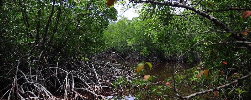 Some islands in the Maldives, in particular, have reportedly lost more than half of their mangrove cover since 2020. photo: ahuren Attribution-NonCommercial-ShareAlike 2.0 Generic CC BY-NC-SA 2.0 Deed