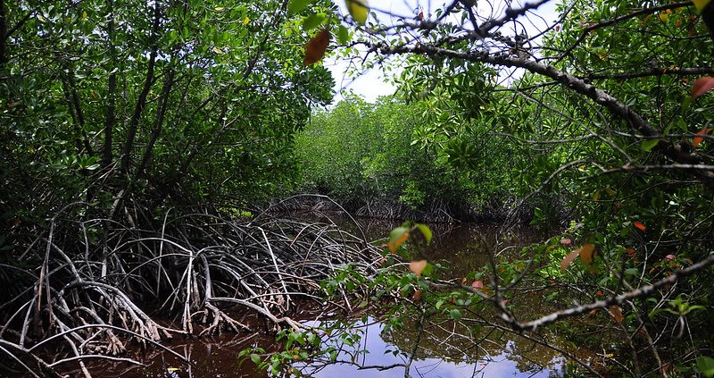 Some islands in the Maldives, in particular, have reportedly lost more than half of their mangrove cover since 2020. photo: ahuren Attribution-NonCommercial-ShareAlike 2.0 Generic CC BY-NC-SA 2.0 Deed