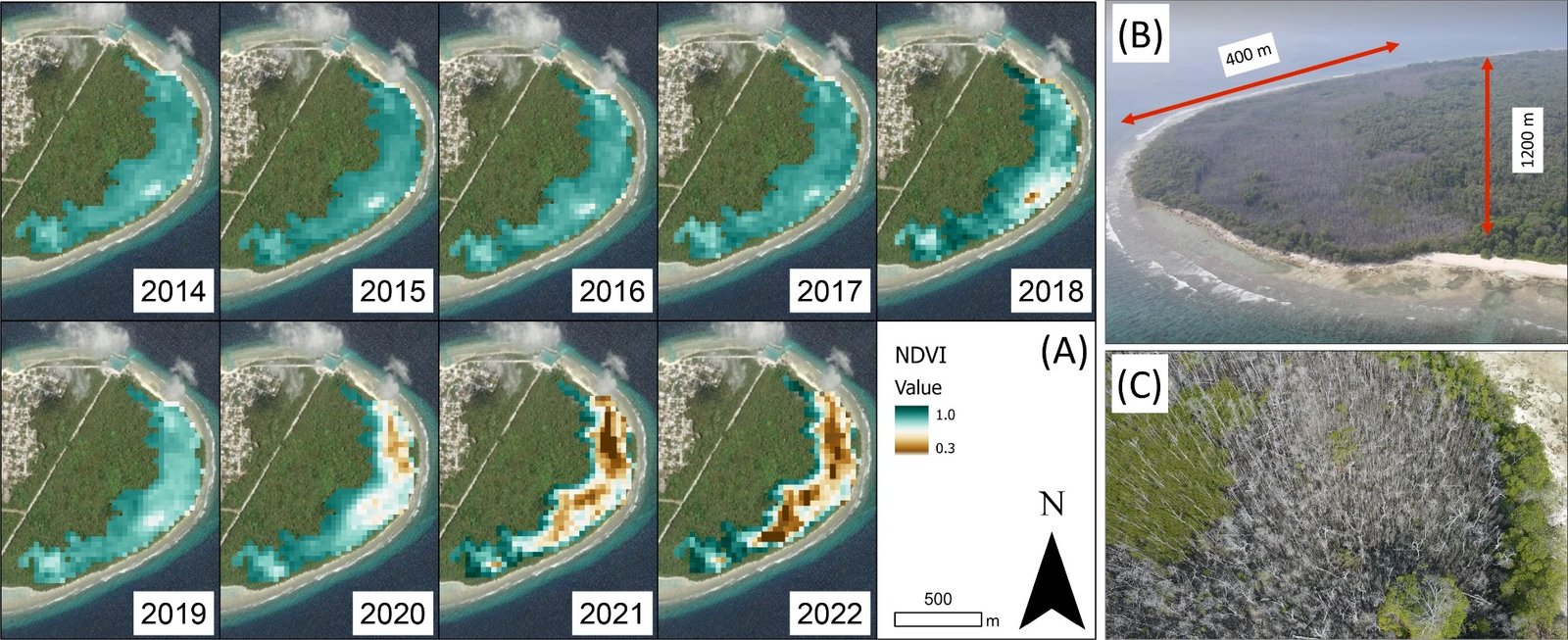 L'innalzamento del livello del mare e il dipolo estremo dell'Oceano Indiano spiegano l'estinzione delle mangrovie alle Maldive. Condizioni di salute delle mangrovie nel tempo. (A) Andamento temporale dell'indice di vegetazione normalizzato (NDVI) sull'isola di Neykurendhoo (fonte immagini: ESRI, 2023) Software utilizzato per generare le mappe; ArcGIS Pro versione 2.9.0, https://www.esri.com/en-us/arcgis/products/arcgis-pro); e (B-C) Immagine aerea obliqua da drone dell'estensione del deperimento delle mangrovie su Neykurendhoo nel 2023 (fonte immagini: Maldives Resilient Reefs). Fonte: Carruthers, L., Ersek, V., Maher, D. et al. "Sea-level rise and extreme Indian Ocean Dipole explain mangrove dieback in the Maldives." Sci Rep 14, 27012 (2024). Open Access
