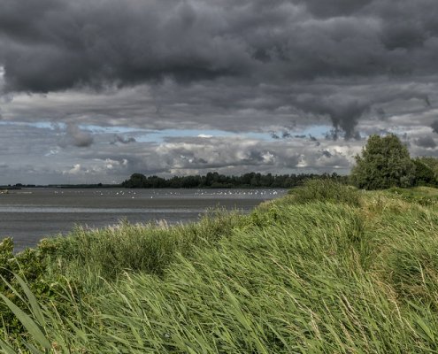 Among weather events, in the Netherlands, drought reduced yield by 24% compared to the average, rain during sowing lowered it by 18%. Photo: Paul van de Velde Attribution 2.0 Generic CC BY 2.0 Deed