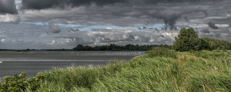 Among weather events, in the Netherlands, drought reduced yield by 24% compared to the average, rain during sowing lowered it by 18%. Photo: Paul van de Velde Attribution 2.0 Generic CC BY 2.0 Deed