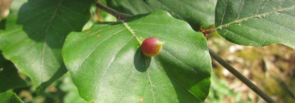 Alcuni modelli permettono di prevedere l'impatto del clima sulla distribuzione futura delle specie vegetali in una data area. Foto: CC0 Public Domain Free for personal and commercial use No attribution required