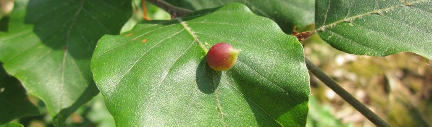 Alcuni modelli permettono di prevedere l'impatto del clima sulla distribuzione futura delle specie vegetali in una data area. Foto: CC0 Public Domain Free for personal and commercial use No attribution required