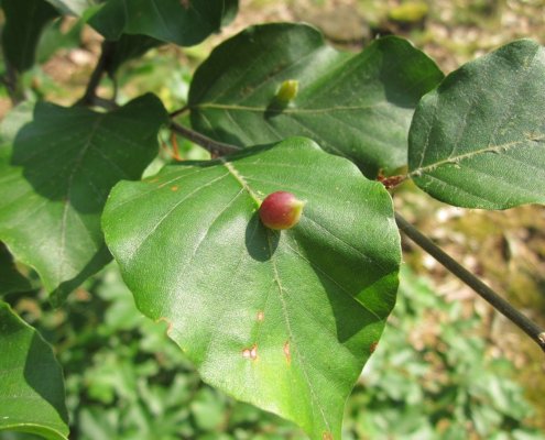 Alcuni modelli permettono di prevedere l'impatto del clima sulla distribuzione futura delle specie vegetali in una data area. Foto: CC0 Public Domain Free for personal and commercial use No attribution required