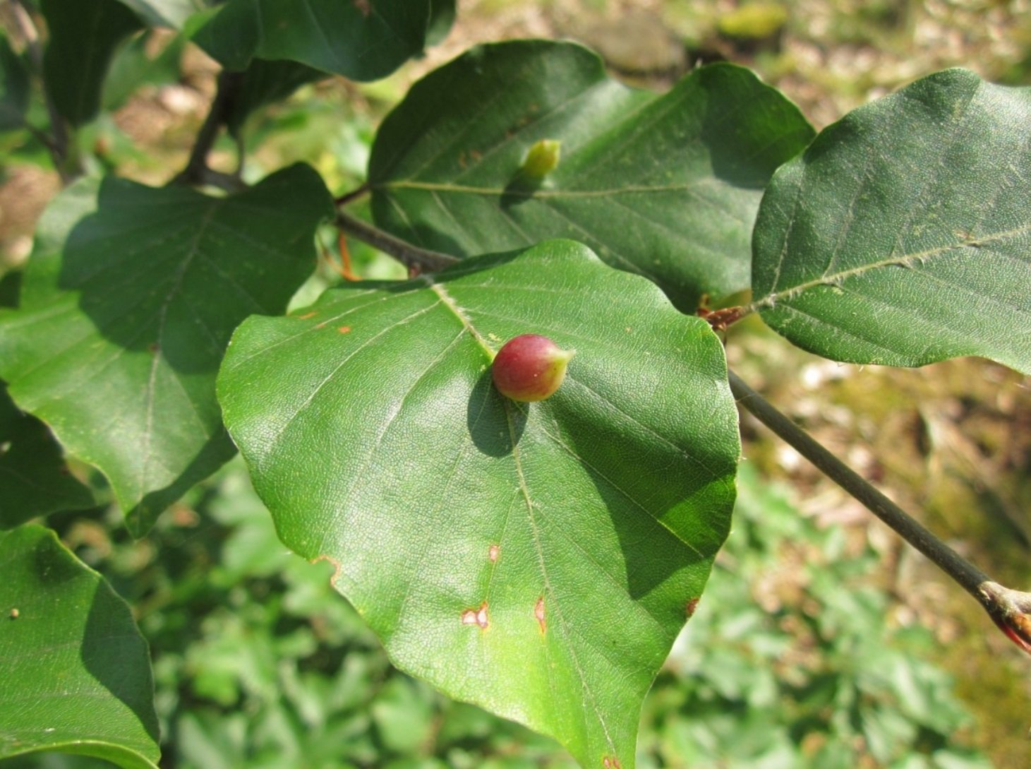 Alcuni modelli permettono di prevedere l'impatto del clima sulla distribuzione futura delle specie vegetali in una data area. Foto: CC0 Public Domain Free for personal and commercial use No attribution required