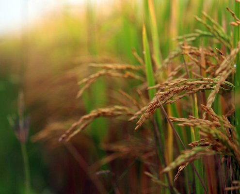 Microbial interactions-based solutions can revolutionise the way we deal with phytopathology management in rice crops. Photo: arjunreddy223344 (pixabay.com) needpix.com 2022 - Public domain pictures and photos with royalty free licence