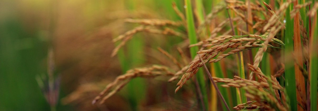 Sfruttando le interazioni microbiche si può rivoluzionare il modo in cui affrontiamo la gestione delle fitopatologie nelle colture di riso. Foto: arjunreddy223344 (pixabay.com) needpix.com 2022 - Public domain pictures and photos with royalty free license