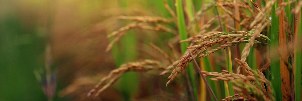 Sfruttando le interazioni microbiche si può rivoluzionare il modo in cui affrontiamo la gestione delle fitopatologie nelle colture di riso. Foto: arjunreddy223344 (pixabay.com) needpix.com 2022 - Public domain pictures and photos with royalty free license