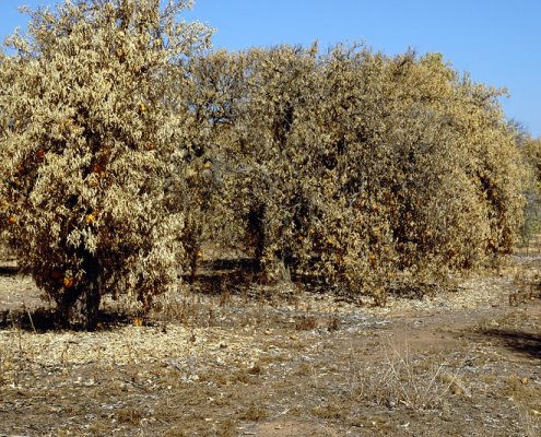 Ultrasound allows the impact of drought on the plant to be assessed non-invasively and quickly. Photo: USDA photo by Cynthia Mendoza. Attribution 2.0 Generic CC BY 2.0 Deed