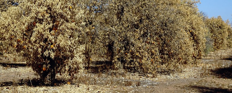 Gli ultrasuoni permettono di valutare l'impatto della siccità sulla pianta in modo non invasivo e in tempi rapidi. Foto: USDA photo by Cynthia Mendoza. Attribution 2.0 Generic CC BY 2.0 Deed