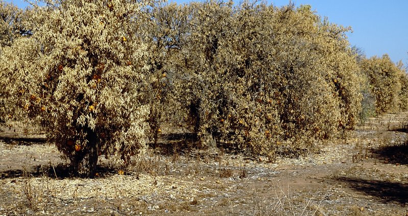 Gli ultrasuoni permettono di valutare l'impatto della siccità sulla pianta in modo non invasivo e in tempi rapidi. Foto: USDA photo by Cynthia Mendoza. Attribution 2.0 Generic CC BY 2.0 Deed