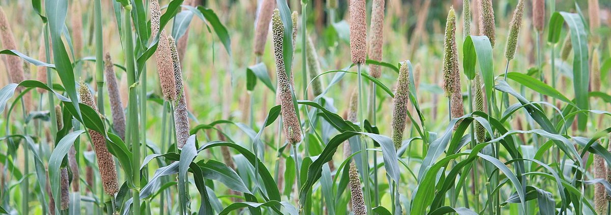 Gli spray fogliari di zinco possono mitigare gli effetti negativi dello stress da deficit idrico nelle piante di miglio perlato. Foto: Shanmugamp7 Attribution-ShareAlike 3.0 Unported CC BY-SA 3.0 Deed